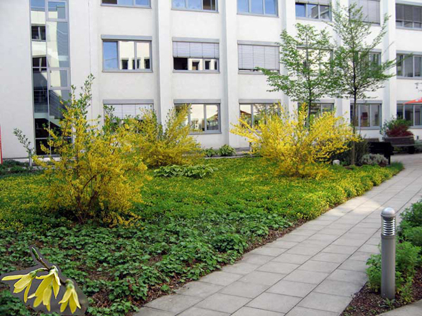 n_n_b_14  Forsythie.jpg